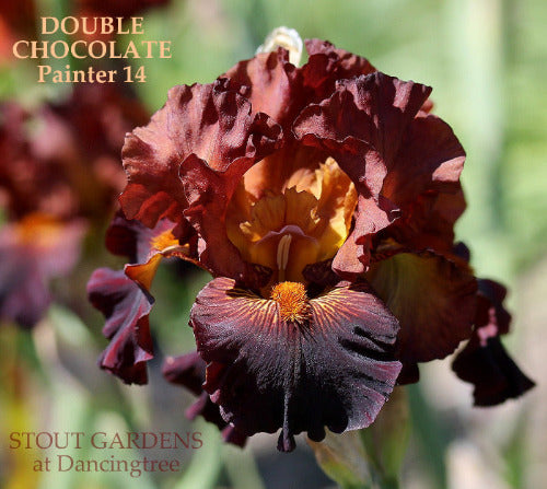 Iris Double Chocolate