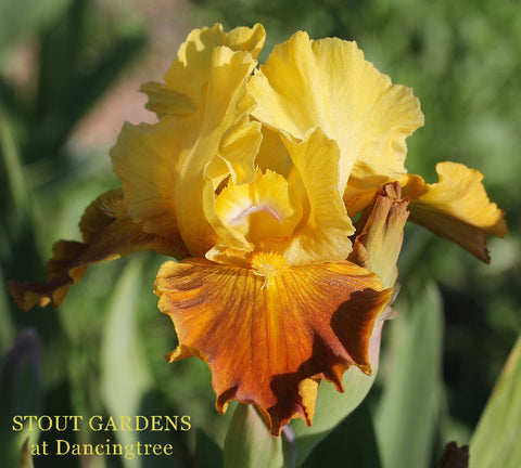 An IB Special Grab Bag 6 IBs w Free Shipping!