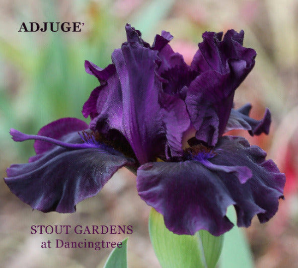 Iris Adjuge'