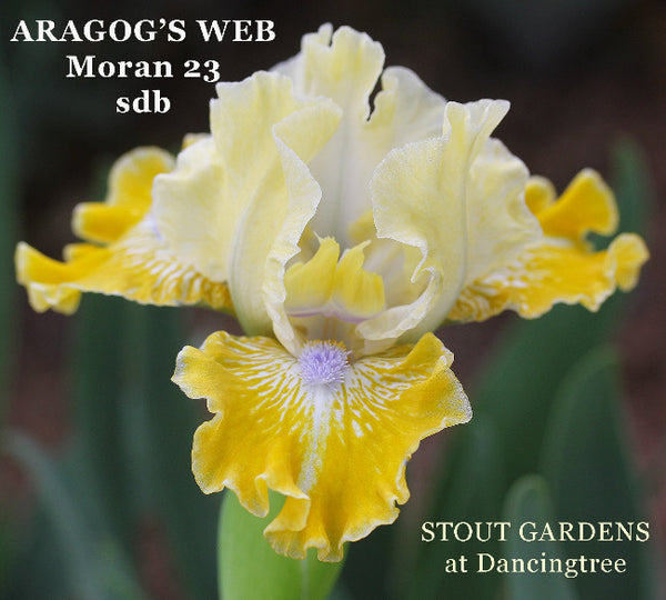 Iris Aragog's Web