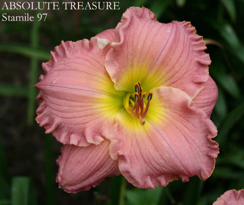 Daylily Absolute Treasure