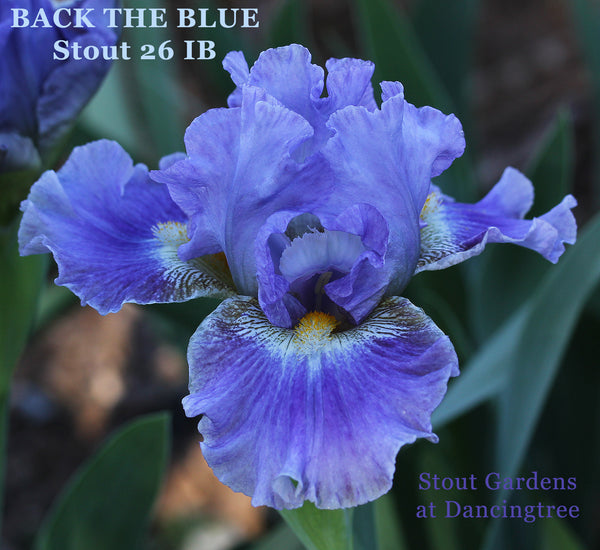 Iris Back The Blue