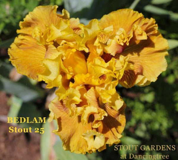 A novelty tall bearded iris 'Bedlam' displaying heavily ruffled gold and brown with big ruffled flounces at Stout Gardens At Dancingtree.