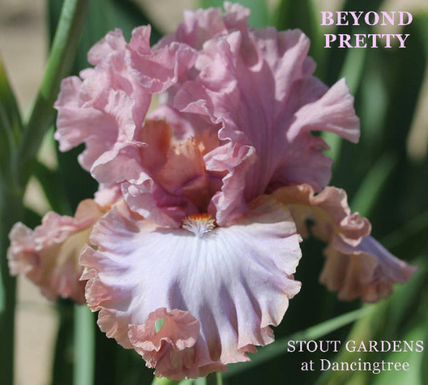 Iris Beyond Pretty
