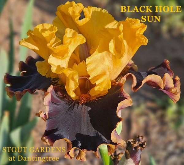 Iris Black Hole Sun
