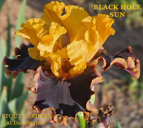 Iris Black Hole Sun