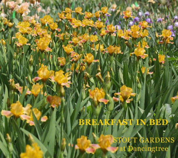Iris Breakfast In Bed