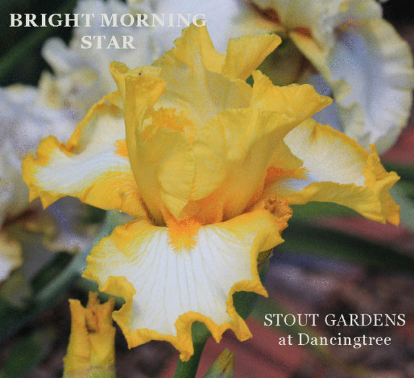 Iris Bright Morning Star