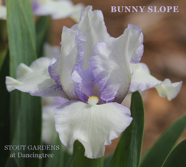 Iris Bunny Slope