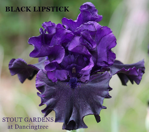 Iris Black Lipstick