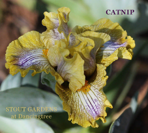 Iris Catnip