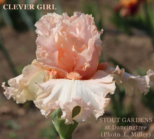 Iris Clever Girl