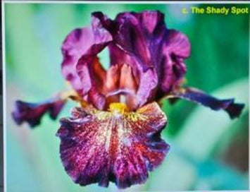 Iris Crimson Jazz