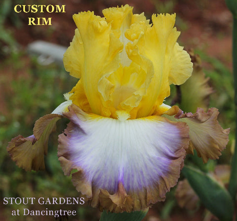 Iris Custom Rim