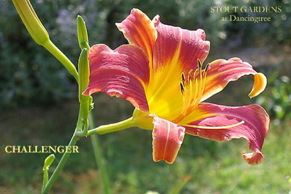 Daylily Challenger