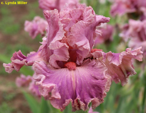 Close-up of pink tall bearded iris flower 'Damsel In Lace' at 'Stout Gardens' at Dancingtree'.
