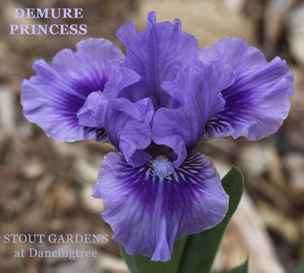 iris SDB