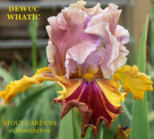 Iris Dewuc Whatic