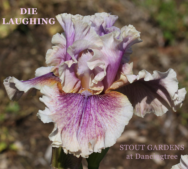 Iris Die Laughing