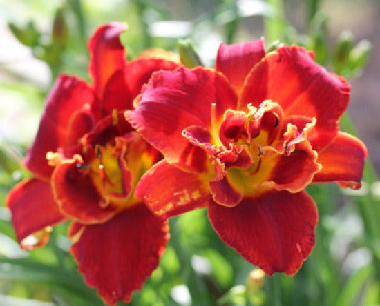 Red, double daylily 'Highland Lord' is shown at 'Stout Gardens At Dancingtree'.
