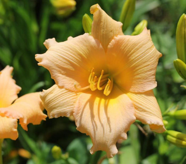 Close-up of a pink-colored daylily flower named 'Mini Pearl' at 'Stout Gardens at Dancingtree'.