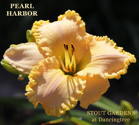 Daylily Pearl Harbor