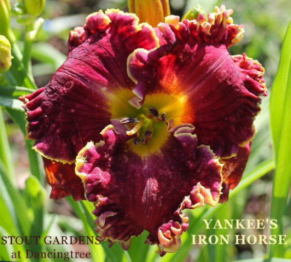 Close-up of a maroon and yellow flower with 'Yankee's Iron Horse' branding.