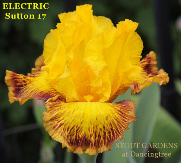Iris Electric