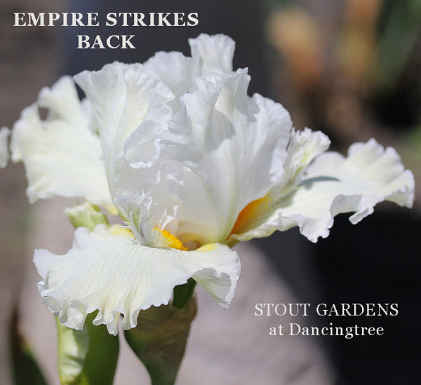 Iris Empire Strikes Back