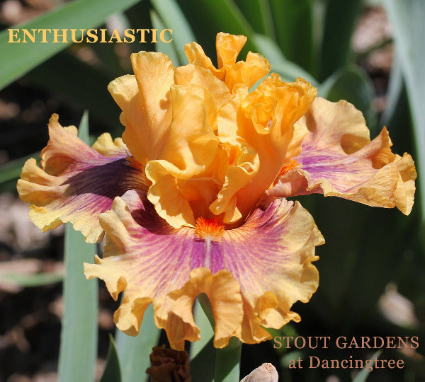 Iris Enthusiastic