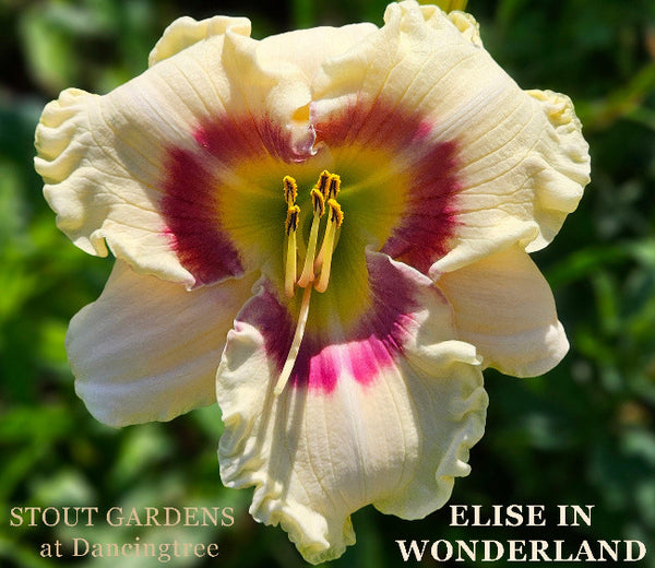 Daylily Elise In Wonderland