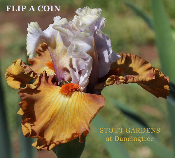 Iris Flip A Coin