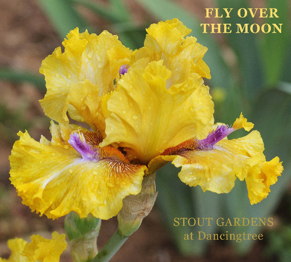 Iris Fly Over The Moon