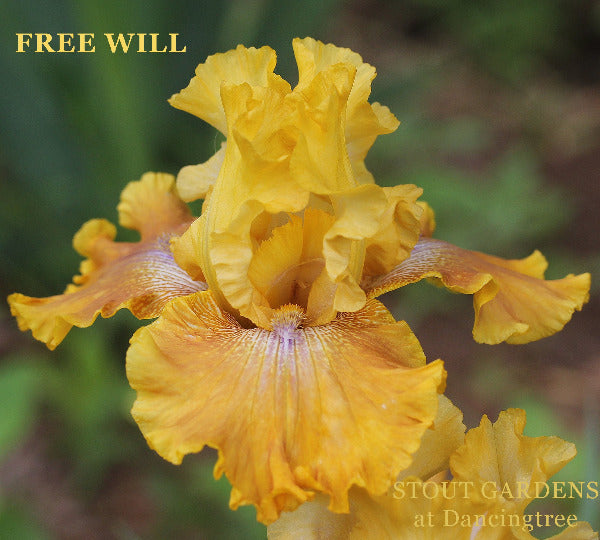 Iris Free Will