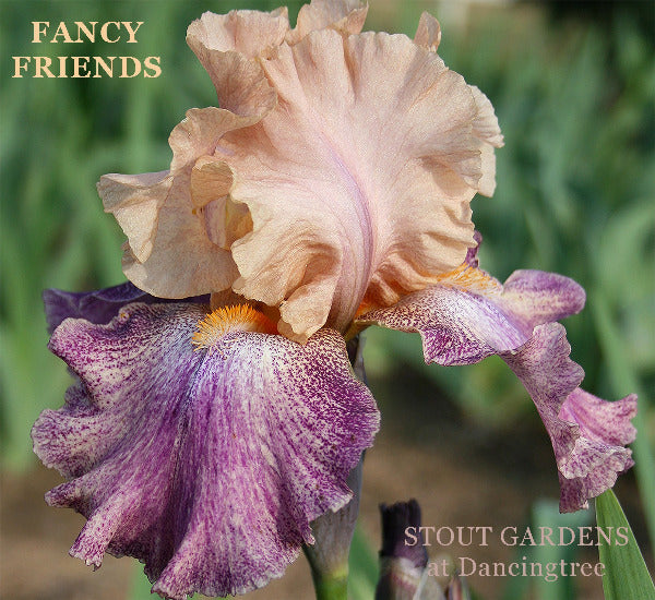 Iris Fancy Friends