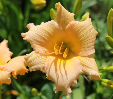 Daylily Mini Pearl