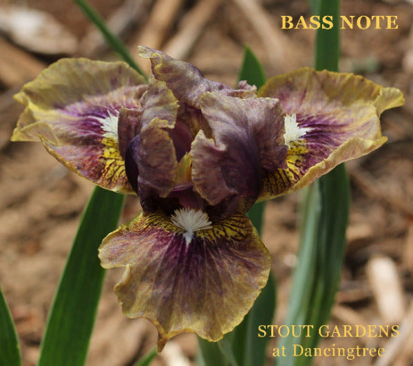 A close-up image of a Standard Dwarf Bearded iris with a blend of tan, purple, and yellow colors 'Bass Note' grown at 'Stout Gardens at Dancingtree'.