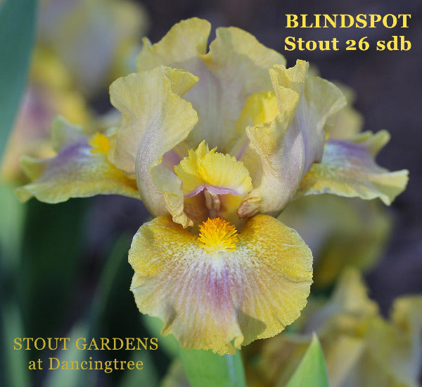 Yellow and purple standard dwarf bearded iris 'Blindspot' by Hugh Stout Jr. available at 'Stout Gardens at Dancingtree'.