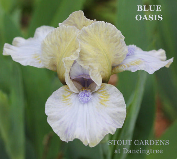 White and yellow standard dwarf bearded iris 'Blue Oasis' at 'Stout Gardens at Dancingtree'.