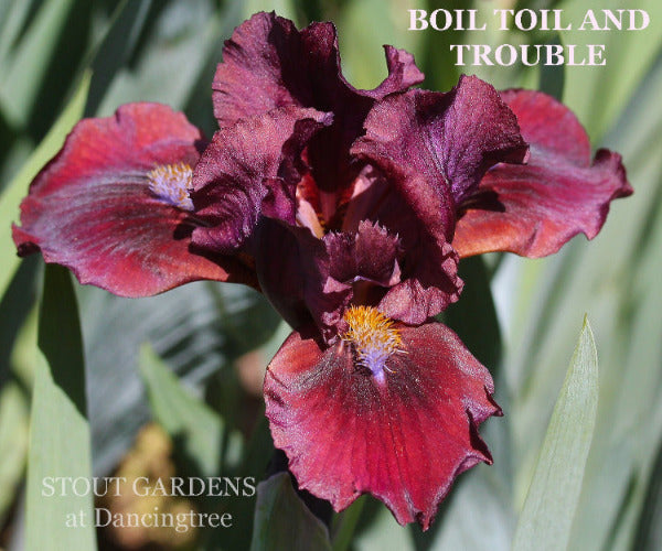 Red and purple standard dwarf bearded iris 'Boil Toil and Trouble' at 'Stout Gardens at Dancingtree'.