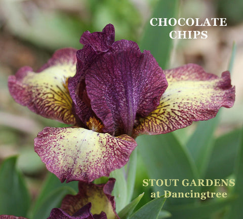 Iris Chocolate Chips