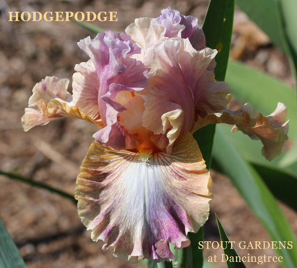 Close-up of the tall bearded iris 'Hodgepodge', a pink and gold mix of colors at 'Stout Gardens At Dancingtree'.