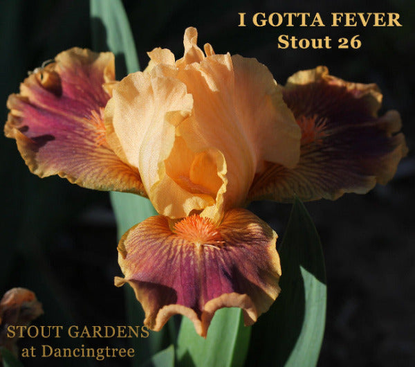 Peach and purple standard dwarf bearded Iris flower 'I Gotta Fever' by Hugh Stout Jr. available at 'Stout Gardens at Dancingtree'.
