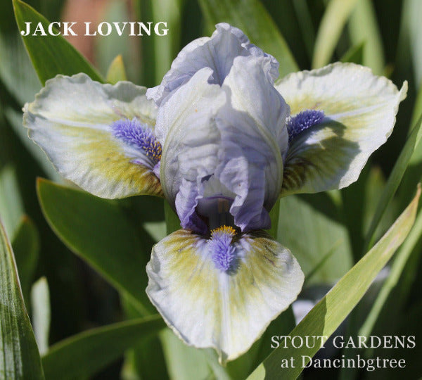Lavender and green standard dwarf bearded Iris flower 'Jack Loving' at 'Stout Gardens at Dancingtree'.