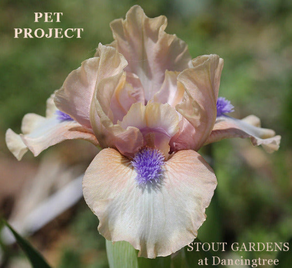 Pink and white standard dwarf bearded iris flower, 'PET PROJECT' at 'Stout Gardens at Dancingtree'.