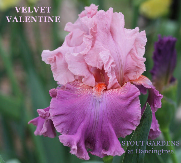 Pink bi-tone tall bearded iris flower called 'Velvet Valentine' is shown at 'Stout Gardens at Dancingtree'.