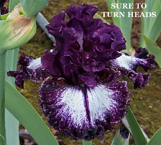 Purple and white flower with text 'SURE TO TURN HEADS' on a blurred green background