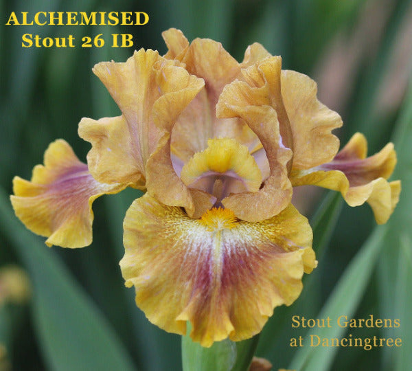 Yellow and purple luminata plicata intermediate bearded iris flower called 'ALCHEMISED' by Stout 26 at 'Stout Gardens at Dancingtree'.