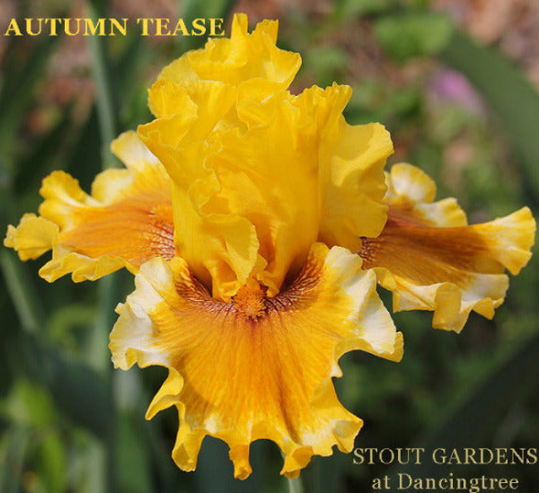 Tall bearded iris 'Autumn Tease' showing yellow flower with bronze brown center, from Stout Gardens at Dancingtree.