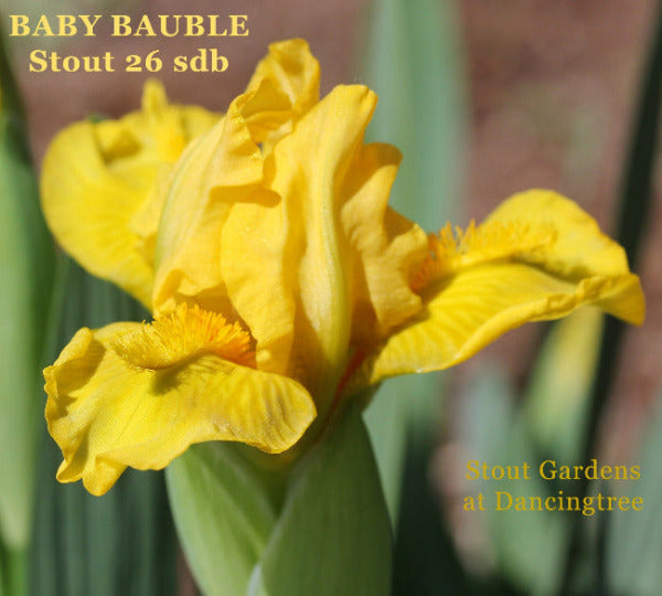 A 'space aged' standard dwarf bearded iris 'Baby Bauble' by Hugh Stout Jr. a space age yellow at 'Stout Gardens at Dancingtree'